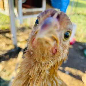 Meet your Posher, Denise